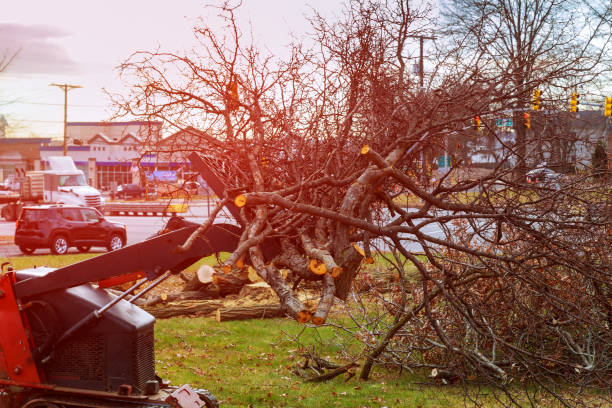 Best Tree Removal  in Forest Meadows, CA