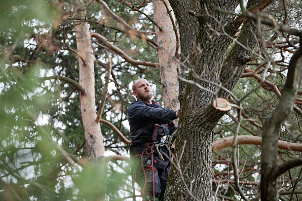 Best Commercial Tree Services  in Forest Meadows, CA