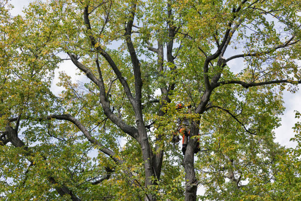 Best Tree Disease Treatment  in Forest Meadows, CA